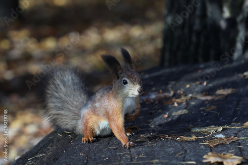 cute red squirrel in the park © Olga