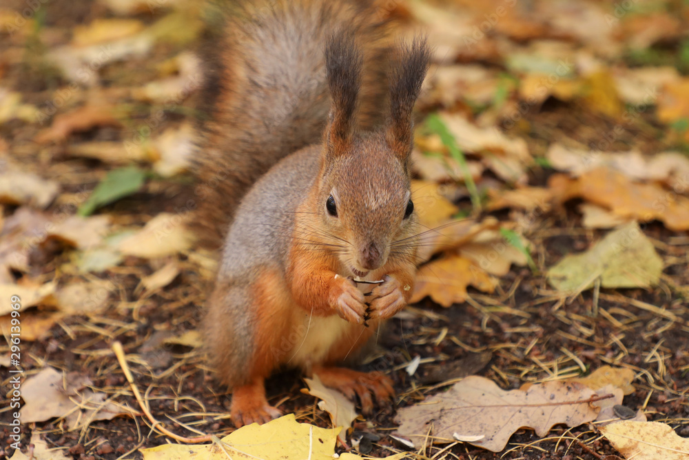 cute red squirrel in the park cute red squirrel in the park