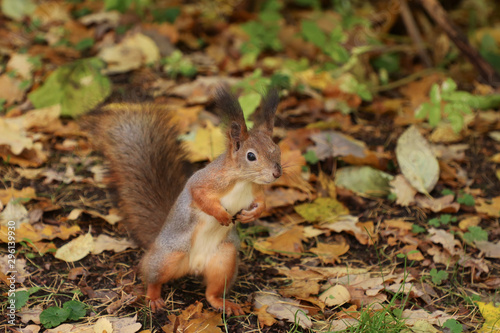 cute red squirrel in the park