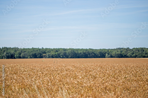 Field of ripe wheat before harvest on sunny summer day. Many spikelets of wheat before harvesting. wheat on the field during ripening. Field of ripe wheat before harvest on sunny summer day. 