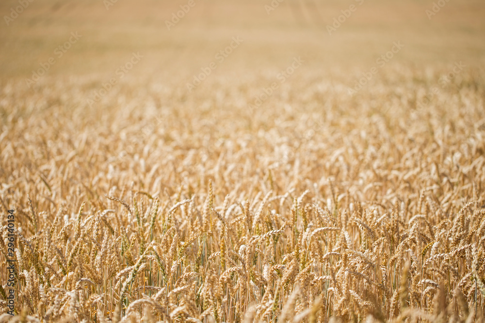 Field of ripe wheat before harvest on sunny summer day. Many spikelets of wheat before harvesting. wheat on the field during ripening. Field of ripe wheat before harvest on sunny summer day. Field of ripe wheat before harvest on sunny summer day. Many spikelets of wheat before harvesting. wheat on the field during ripening. Field of ripe wheat before harvest on sunny summer day.