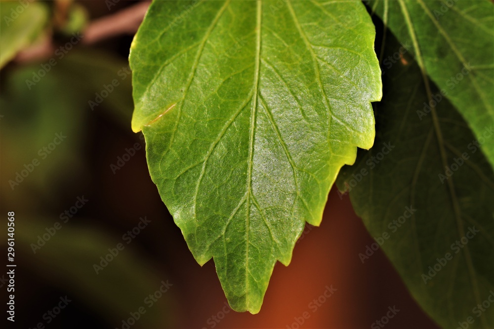 Green leaf Green leaf