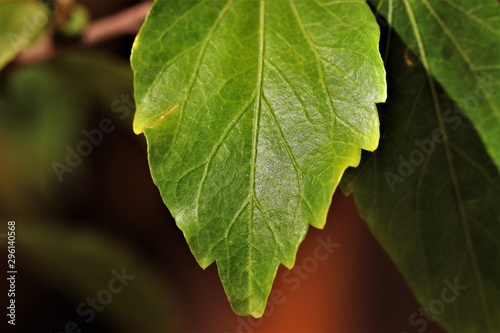 Green leaf