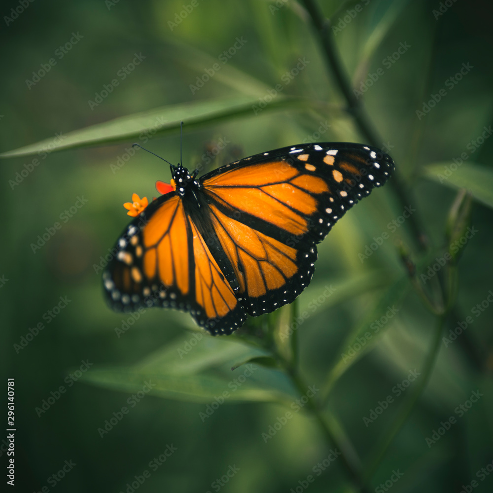 Fototapeta premium monarch butterfly