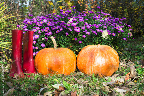 Red rubber boots and two orang pumpkins near the purple bunch of aster flowers in the autumn garden on sunny day