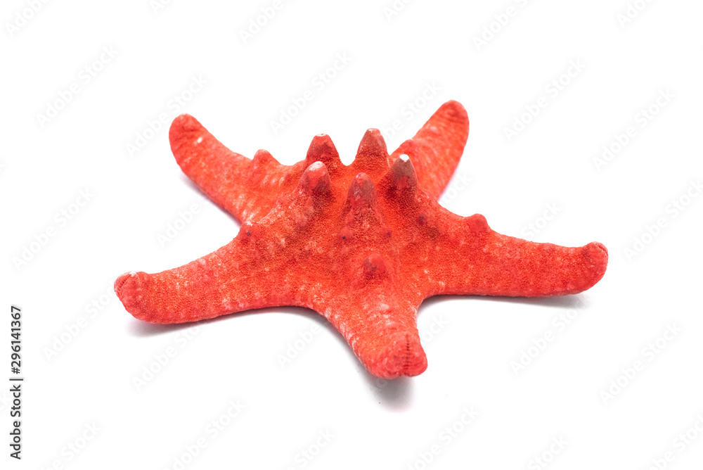 Red starfish isolated on white background. Red starfish isolated on white background.