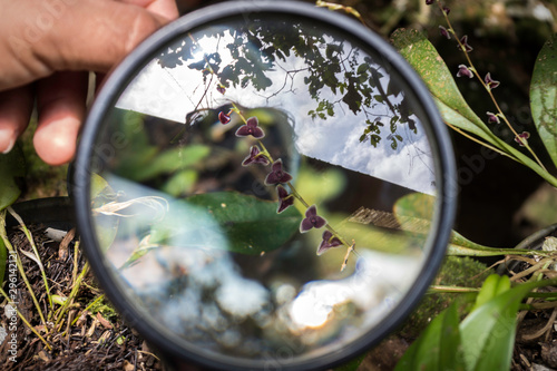 Microscopic orchids found in Ecuador seen through magnifying glass