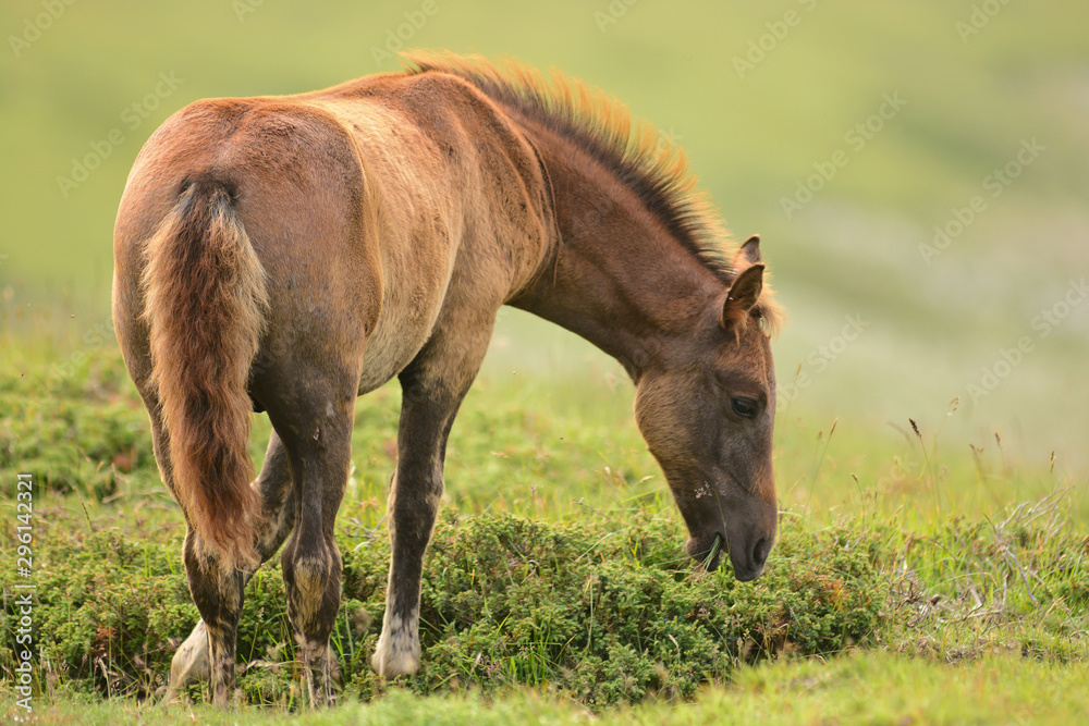 Fototapeta premium puledro al pascolo su prato di montagna