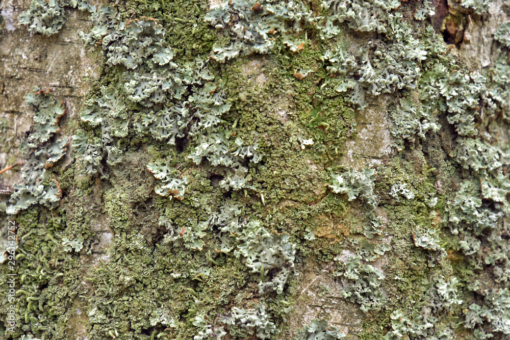 Green Lichen