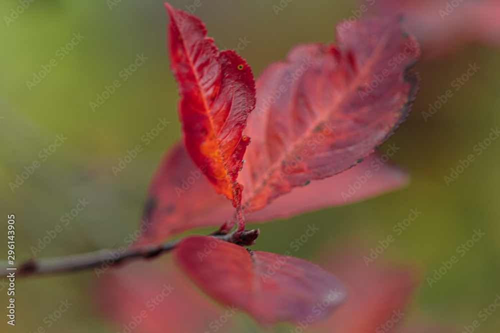 Texture made of multicolored leaves. Autumn composition. Texture made of multicolored leaves. Autumn composition.