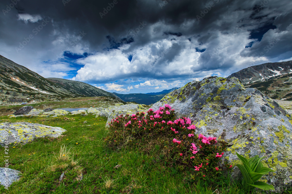 Beautiful scenery in the Transylvanian Alps, with pretty blooming spring flowers