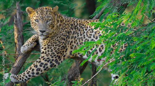 Leopard on tree in the wild