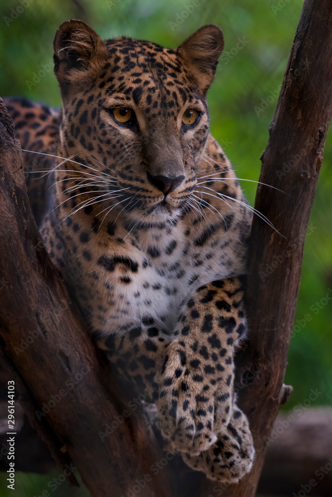 Fototapeta premium leopard in tree
