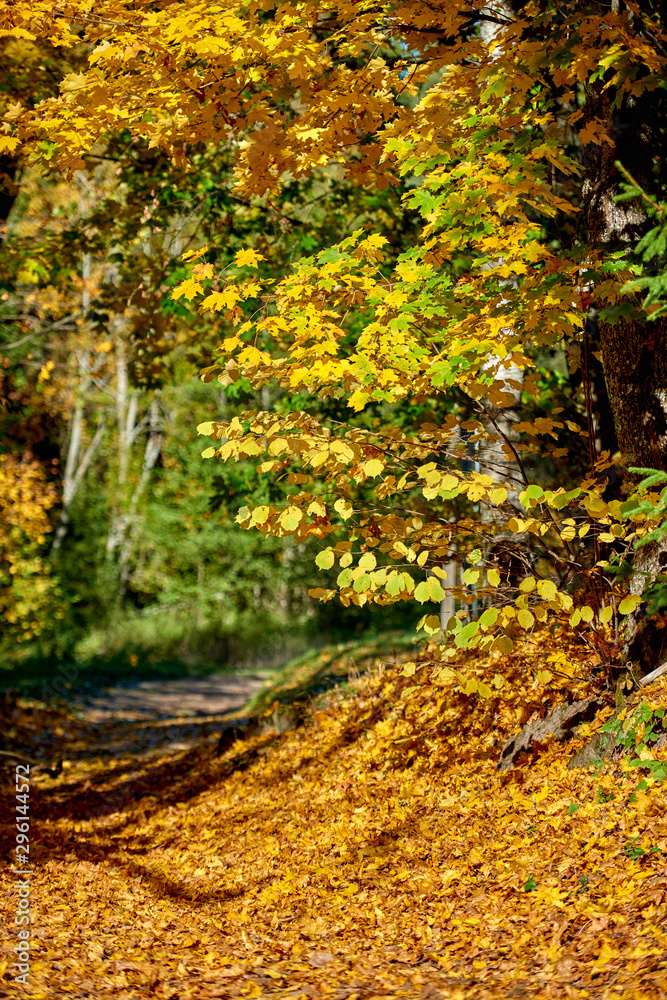 Maple yellow leaves