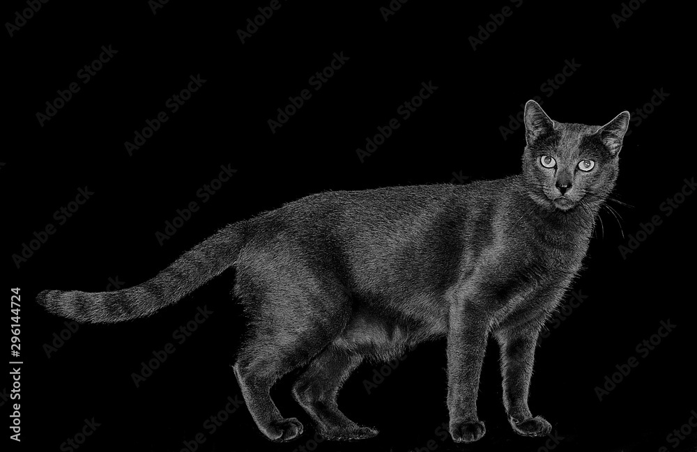 Gato negro en pie sobre fondo negro