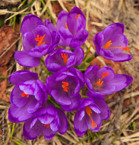 Purple wild croccuses, on a beautiful spring day in the mountains, with storm clouds and patches of snow