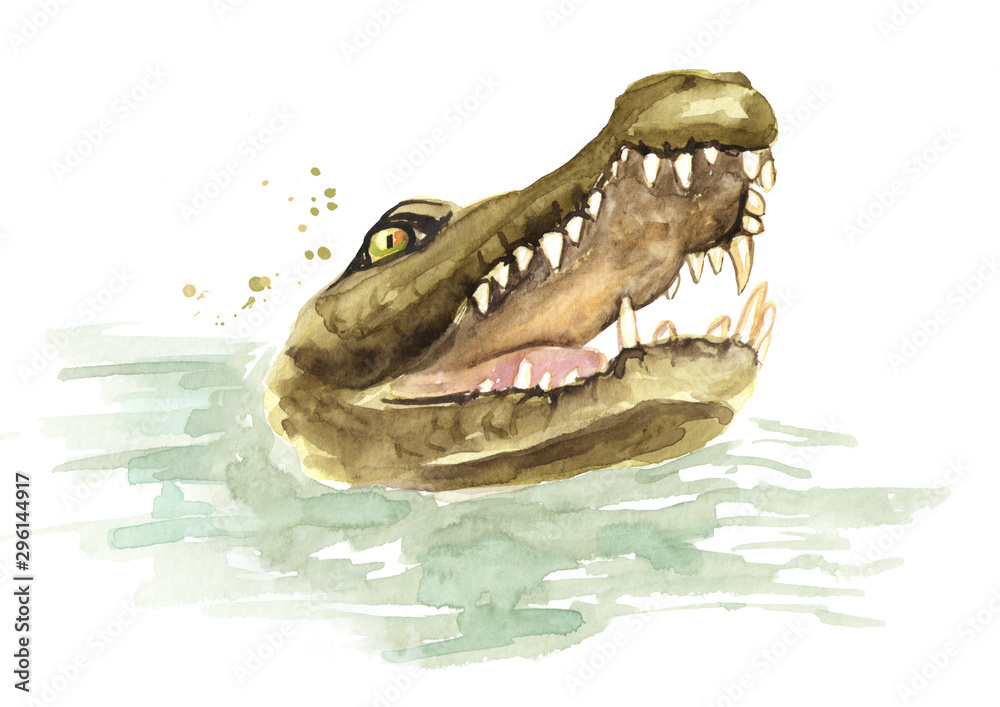 Head of Wild come up from the water crocodile or Alligator with open mouth.  Watercolor hand drawn illustration, isolated on white background Stock  Illustration | Adobe Stock