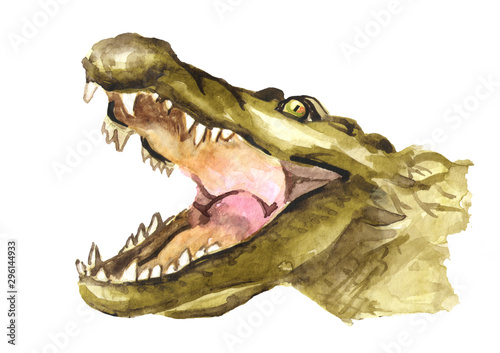 Muzzle or head of a crocodile or Alligator with open mouth. Watercolor hand drawn illustration, isolated on white background © dariaustiugova