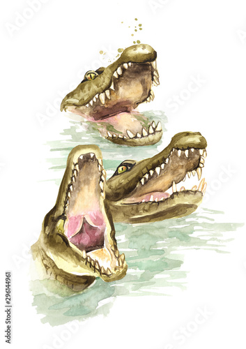 Three wild attacker from the water crocodiles or Alligators with open mouth  Watercolor hand drawn illustration  isolated on white background