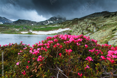 Beautiful scenery in the Transylvanian Alps, with pretty blooming spring flowers