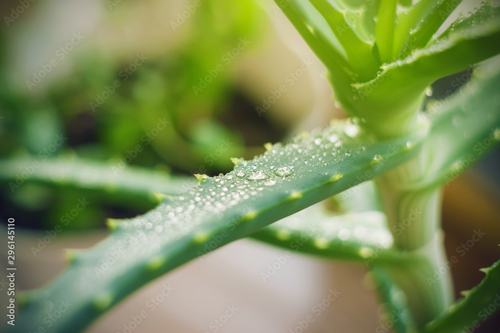 The juicy thick leaf of the growing young aloe Vera is covered with iridescent dew drops that are illuminated by sunlight. The juicy thick leaf of the growing young aloe Vera is covered with iridescent dew drops that are illuminated by sunlight.