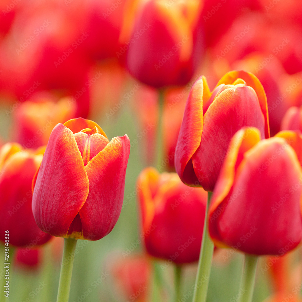 Fototapeta premium wonderful red tulips in the summer garden