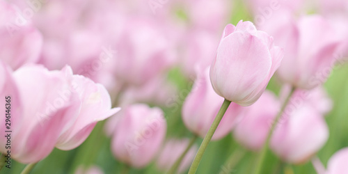 bright tender pink tulips in a summer field © guppys