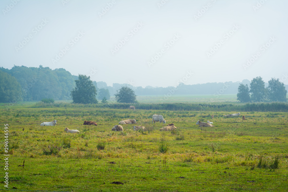 Kühe auf einem Feld - Landwirtschaft auf Insel Rügen