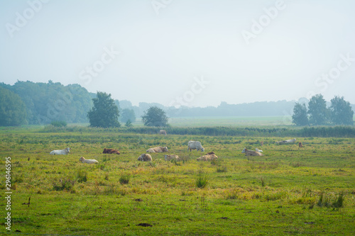 Kühe auf einem Feld - Landwirtschaft auf Insel Rügen