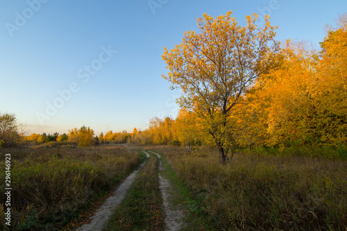 Yellow autumn trees near a dirt road