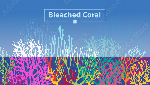 Coral Bleaching occurs rising sea temperatures and Global Warming are killing coral reefs