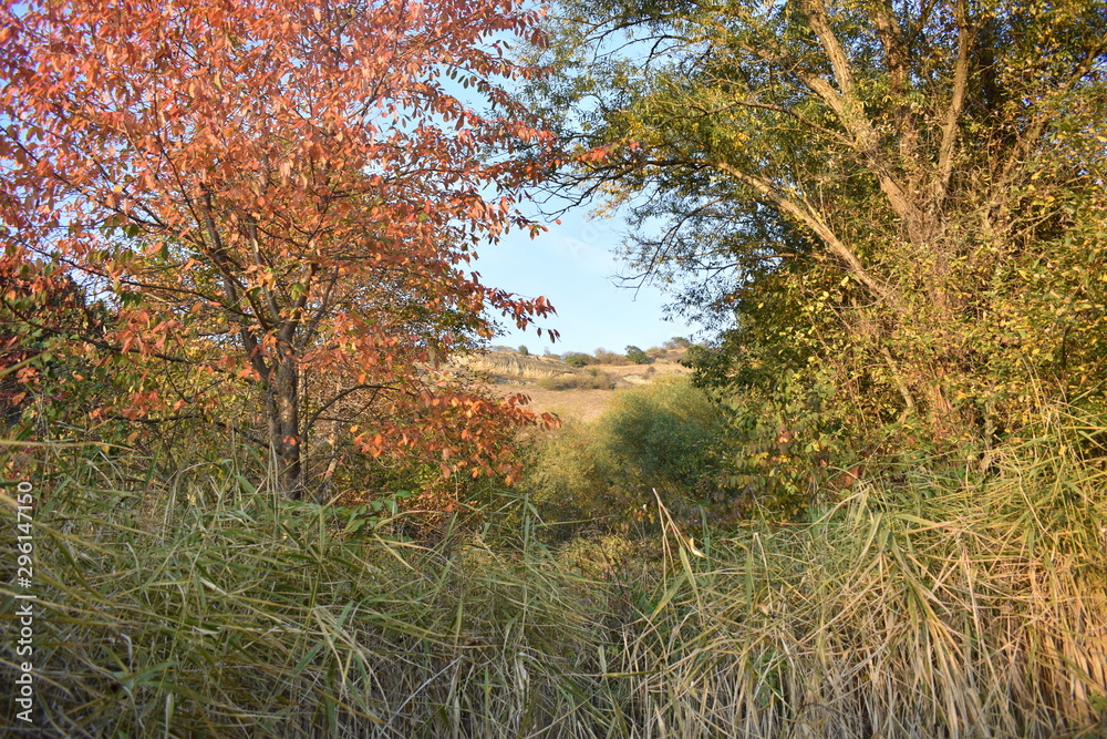 Fototapeta premium Autumn Park in the mountains