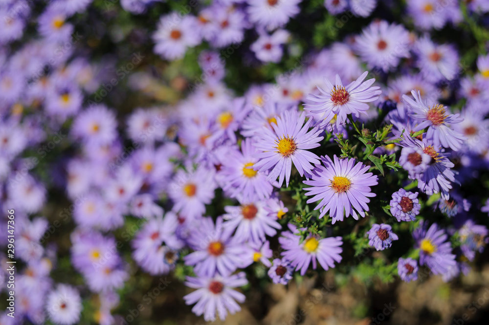 Aster shrub small purple autumn flowers in large numbers, flowering Bush for background Aster shrub small purple autumn flowers in large numbers, flowering Bush for background
