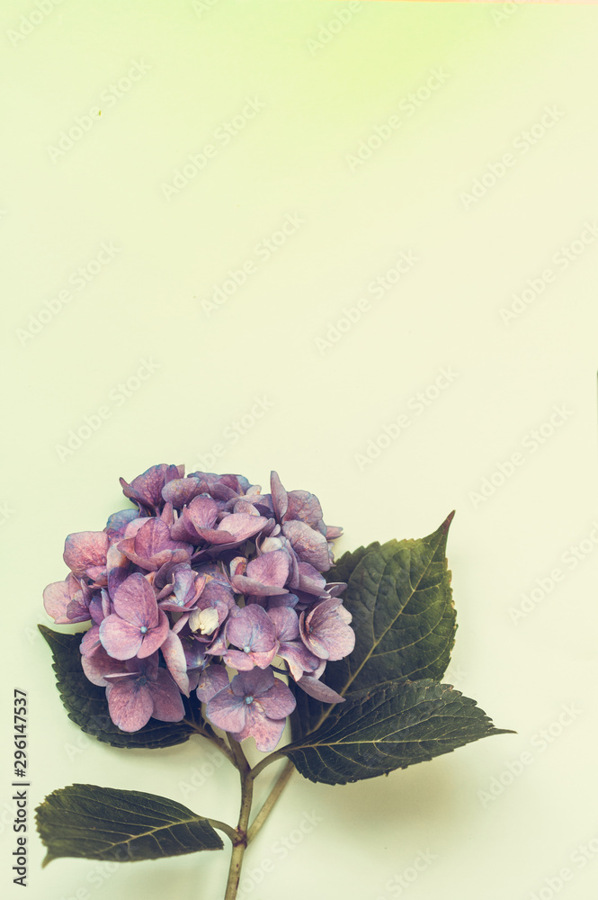 Beautiful, vintage style flora background with hydrangea or hortensia  bloosom in the garden Stock Photo | Adobe Stock