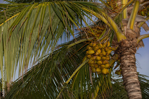 Coconut palm with fresh fruits