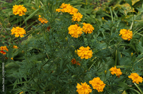 Beautiful marigold flowers in a rural garden.
