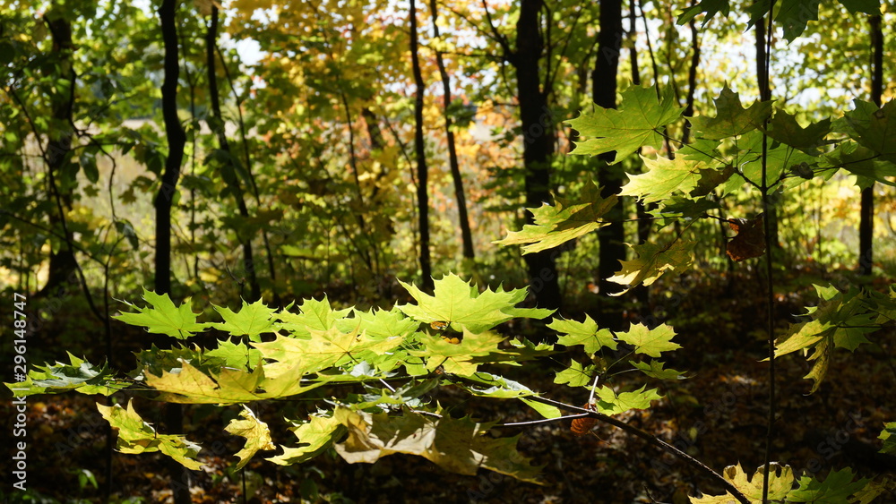Obraz premium The autumn sun already weakly warms plants and tree leaves 