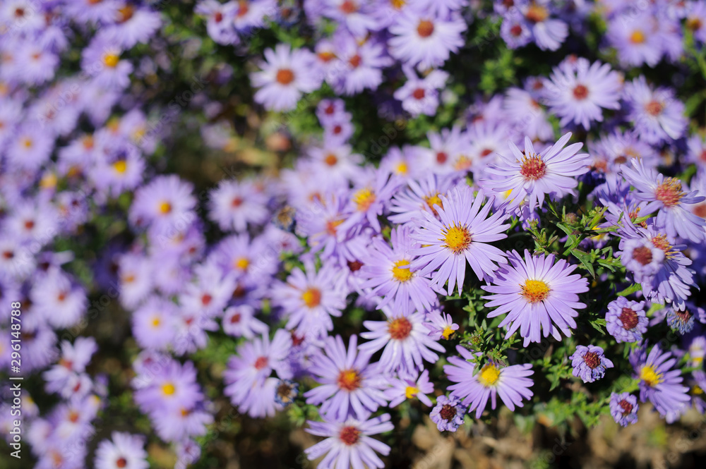Aster shrub small purple autumn flowers in large numbers, flowering Bush for background Aster shrub small purple autumn flowers in large numbers, flowering Bush for background