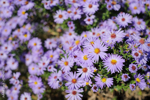 Aster shrub small purple autumn flowers in large numbers, flowering Bush for background