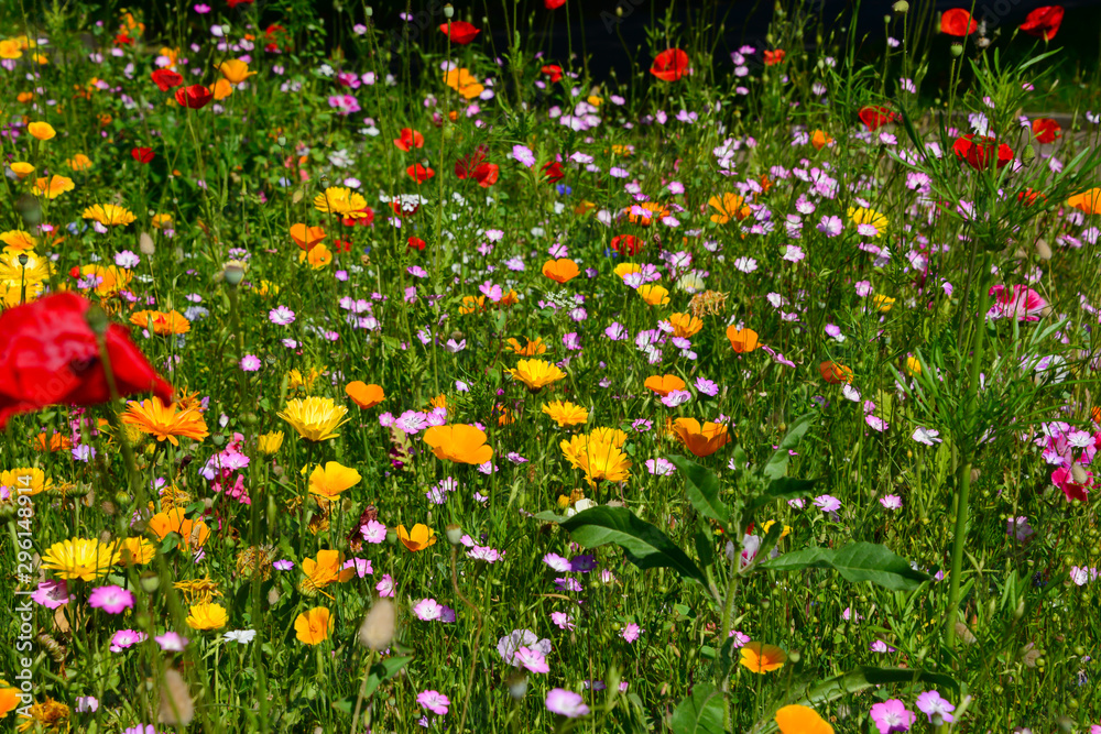 Blumen Wiese Wildblumen Klatschmohn Gras Sommer Farben Pracht Bienen Sauerland Goldmohn Nelken Gräser Kontrast Sonne Hintergrund pflücken Strauß Gruß Botschaft