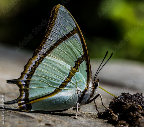 Himalayan Butterfly sipping from the dung