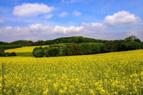 Rapsfeld Öl Felder Weite Panorama Sauerland Hemer Deutschland Ernte Biodiesel Kraftstoff Blüten gelb Stephanopler Tal Ihmert Landwirtschaft Ernte Anbau Idyll Ölsaat Blütenmeer