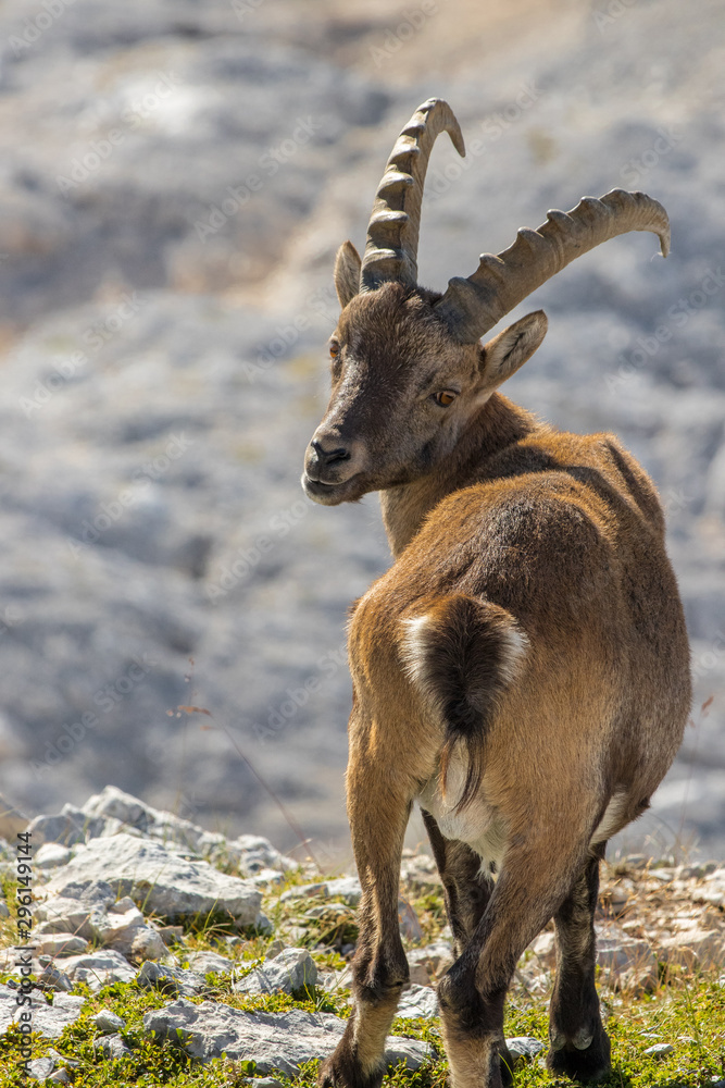 Young Ibex looking towards camera