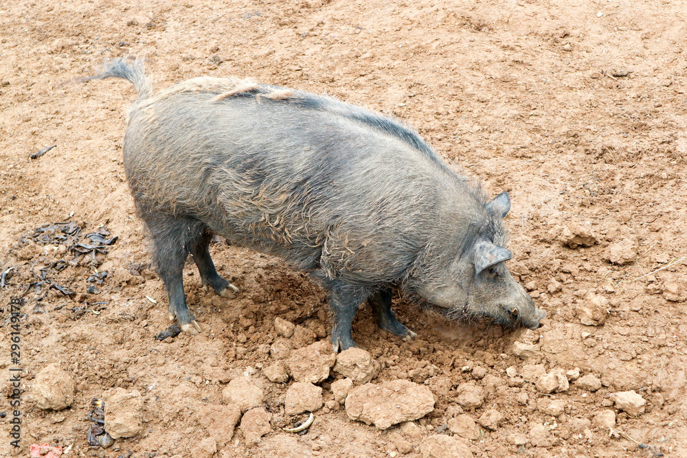 big black pig in the mud big black pig in the mud