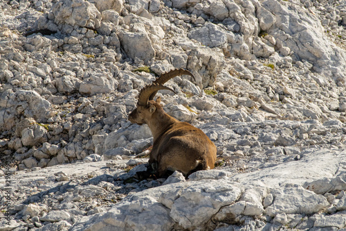 Adult Ibex resting in mountains