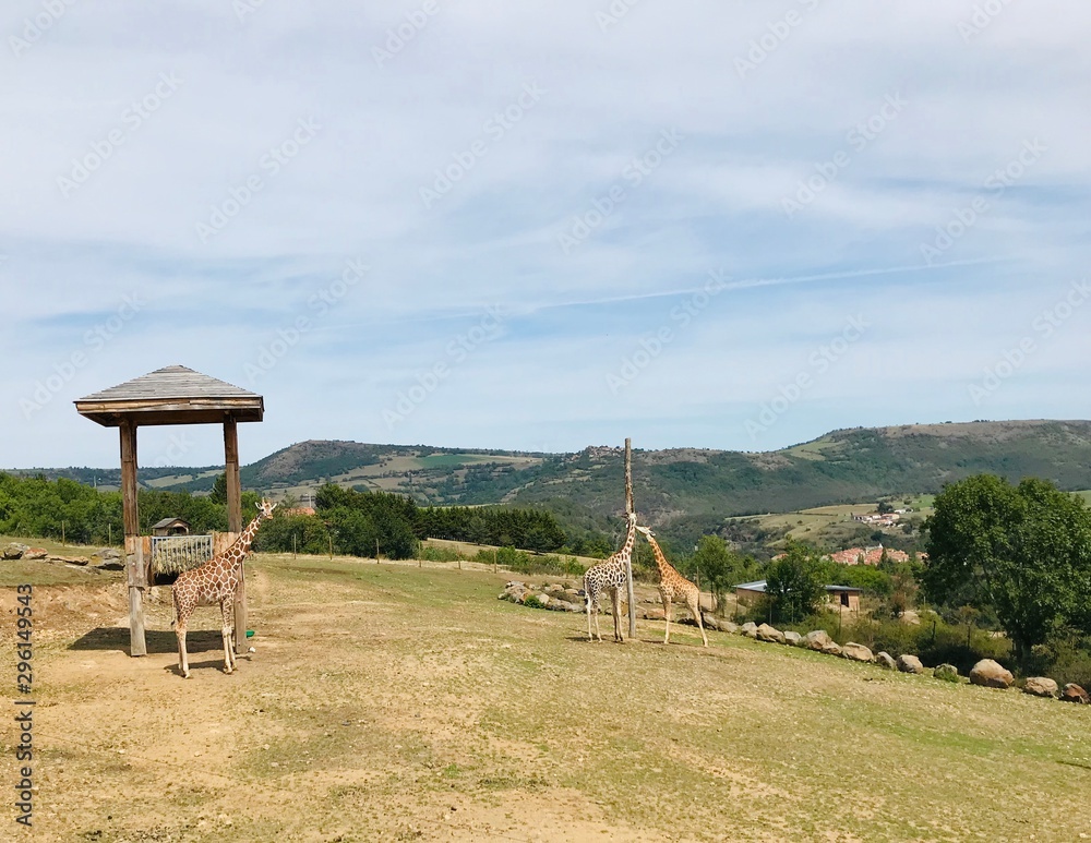 Girafes sur fond de collines verdoyantes