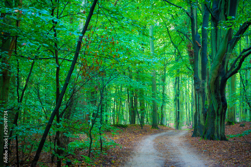 Weg im Wald an einem Tag mit Nebel im Herbst - Buchenwald auf R  gen