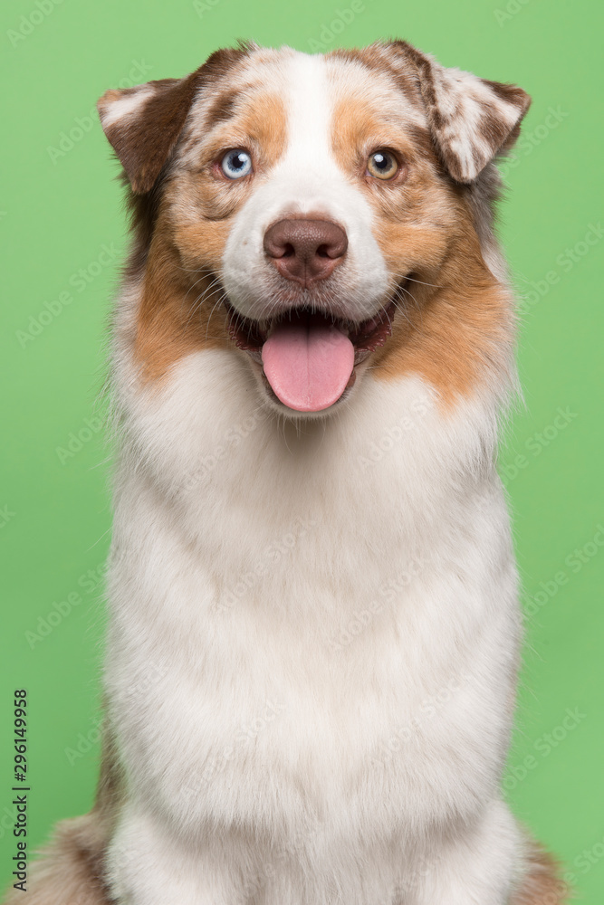 Portrait of an australian shepherd dog on a green background in a vertical image