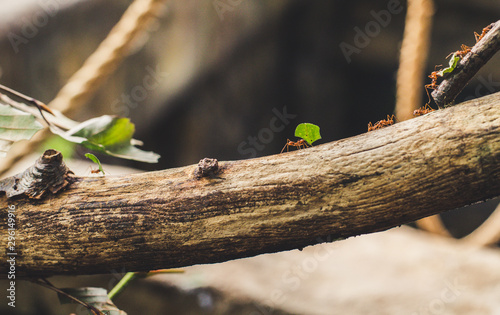 Ants carry leaf squares on the bough