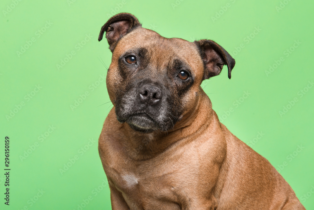 Portrait of a cute Stafford Terrier looking at the camera on a green background